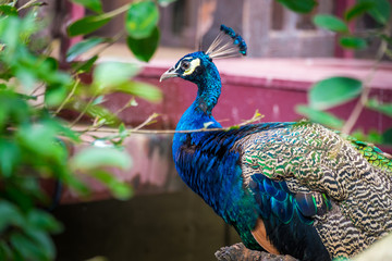 Obraz premium portrait of peacock in nature