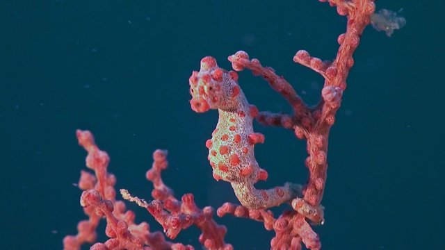 Pink Pygmy seahorse on gorgonian coral.