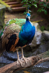 Obraz premium portrait of peacock in nature