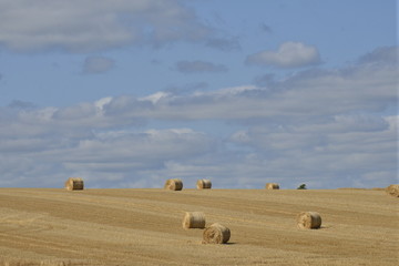Obraz premium Ballots de foin enroulés sur l'une des crêtes du Périgord Vert 