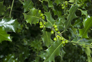 Stechpalme, Ilex Zweige, Pflanze mit grünen Beeren