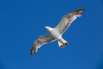 Seagull flying among blue sky