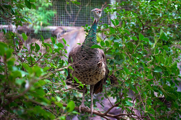 portrait of peacock in nature