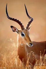 Deurstickers Antilope Impala slecht portret