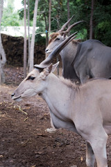 greater kudu standing outdoor