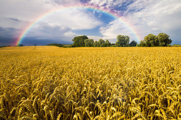 colorful rainbow after the storm passing over a field of grain