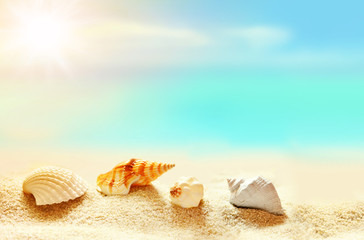 Fototapeta na wymiar seashells on the beach. Summer time