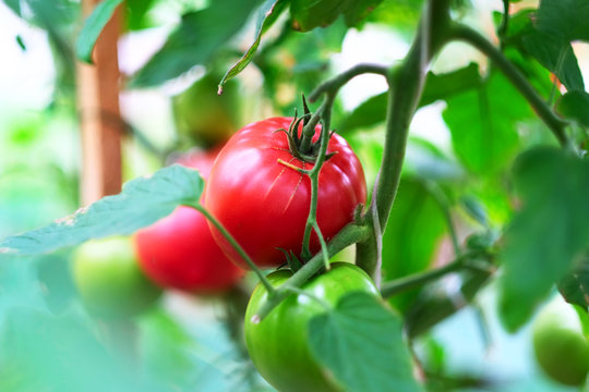 Ripe red tomatoes on plant