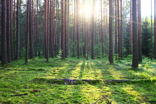 Fototapeta Sunrise in pine forest