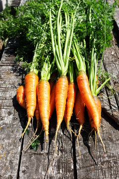 Ripe and fresh organic carrots