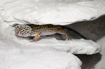 Leopardgecko in Nische (Terrarium)
