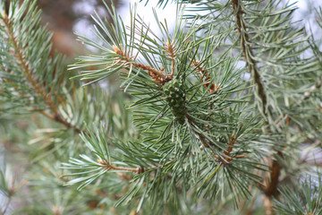 Naklejka na ściany i meble pinecone pine, green