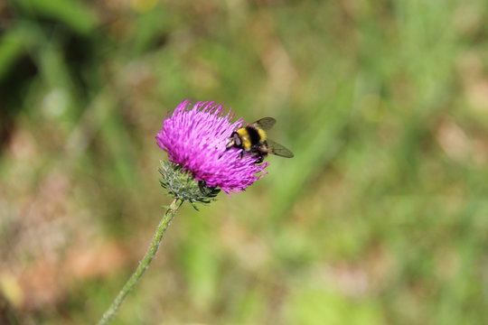 Jasione des montagnes et abeille