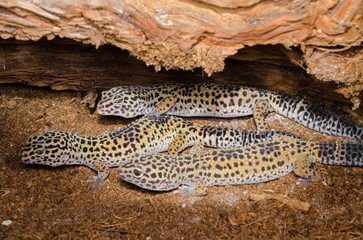 Leopardgeckos: Weibchen in Gruppenhaltung