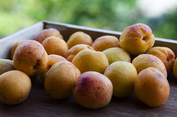 Sweet apricot from garden