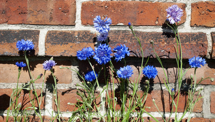 Blaue Kornblumen, Centaurea cyanus, im Sonnenlicht vor alter Backstein Mauer 