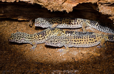 Leopardgeckos: Weibchen als Gruppe (Spotlight)