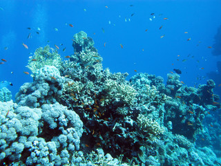 Fototapeta na wymiar bottom of tropical sea with coral reef on large depth, underwater