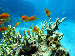 Fototapeta na wymiar coral reef with fire coral and exotic fishes anthias, underwater