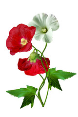 mallow flowers with leaves isolated on white background