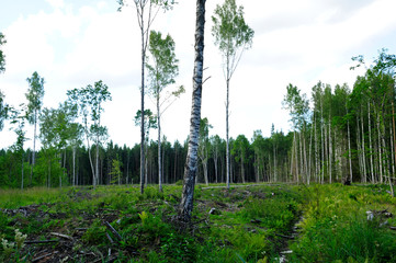 Birkenwald, Puhata Nationalpark / Estland