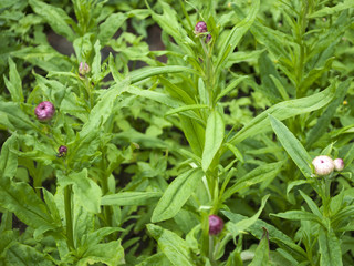 Strohblumen, Helichrysum, im Naturgarten Schleswig-Holstein 