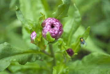 Strohblumen, Helichrysum, im Naturgarten Schleswig-Holstein 