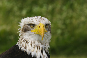 Portret van een jonge zeearend.