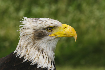 Jonge Amerikaanse zeearend kijkt aandachtig.