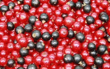 Rote und schwarze Johannisbeeren 