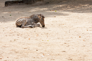 Fototapeta na wymiar Zebra recién nacida