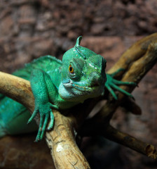 Basiliscus