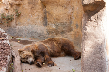 Oso pardo abatido