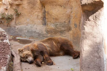 Oso pardo abatido