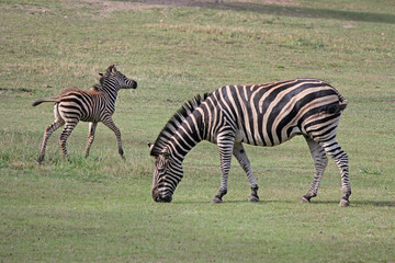 Fototapeta na wymiar Zebra with foal grazing in the meadow