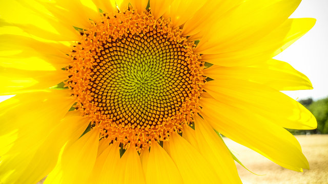 Big blooming sunflower as background