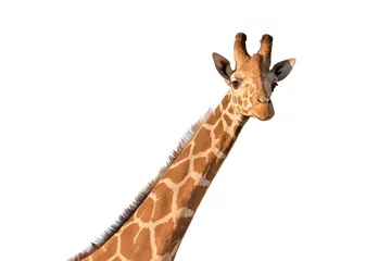 Photo sur Plexiglas Girafe Girafe isolé sur blanc.