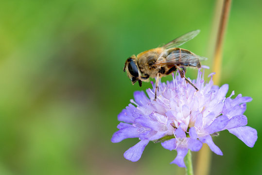 abeille sur fleur