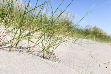 Beach grass in sand beach 