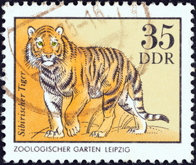 Siberian tiger (German Democratic Republic 1975)