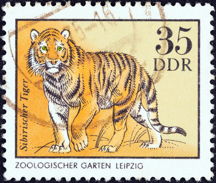 Fototapeta Siberian tiger (German Democratic Republic 1975)