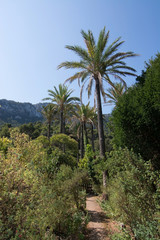 Fototapeta na wymiar Rural landscape with palm trees