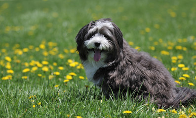 Fototapeta premium A small black and white long hair dog sits in the park with green grass and yellow dandelions.
