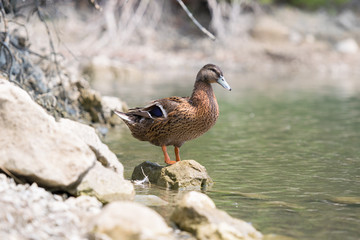 Beautiful duck portrait sitting on a rock.
