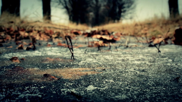The dry leaf falls down on the ice