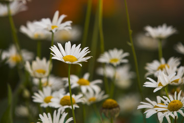 Chamomile flowers.