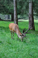 CERVI PASCOLANDO AL PARCO DI PANEVEGGIO