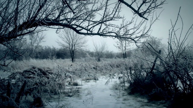 The icing trees