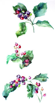 hawthorn berries watercolor