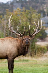 Naklejka na ściany i meble Bull Elk Bugling in the Rut